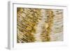 Water bubbles in ditch, England-Nicholas & Sherry Lu Aldridge-Framed Photographic Print