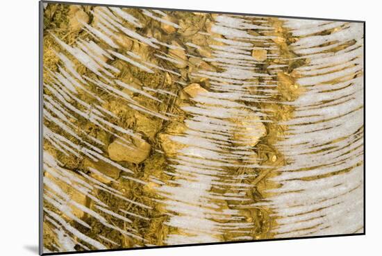 Water bubbles in ditch, England-Nicholas & Sherry Lu Aldridge-Mounted Photographic Print