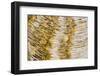 Water bubbles in ditch, England-Nicholas & Sherry Lu Aldridge-Framed Photographic Print