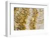 Water bubbles in ditch, England-Nicholas & Sherry Lu Aldridge-Framed Photographic Print