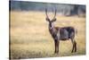 Water Buck, Okavango Delta, Botswana, Africa-Karen Deakin-Stretched Canvas