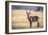 Water Buck, Okavango Delta, Botswana, Africa-Karen Deakin-Framed Photographic Print