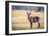 Water Buck, Okavango Delta, Botswana, Africa-Karen Deakin-Framed Photographic Print