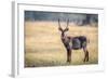 Water Buck, Okavango Delta, Botswana, Africa-Karen Deakin-Framed Photographic Print