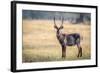 Water Buck, Okavango Delta, Botswana, Africa-Karen Deakin-Framed Photographic Print