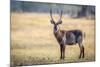 Water Buck, Okavango Delta, Botswana, Africa-Karen Deakin-Mounted Photographic Print