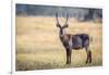 Water Buck, Okavango Delta, Botswana, Africa-Karen Deakin-Framed Photographic Print