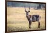 Water Buck, Okavango Delta, Botswana, Africa-Karen Deakin-Framed Photographic Print