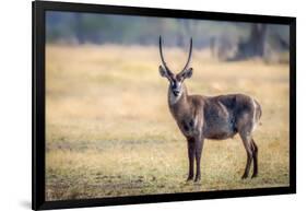 Water Buck, Okavango Delta, Botswana, Africa-Karen Deakin-Framed Photographic Print