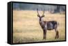 Water Buck, Okavango Delta, Botswana, Africa-Karen Deakin-Framed Stretched Canvas