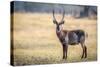 Water Buck, Okavango Delta, Botswana, Africa-Karen Deakin-Stretched Canvas