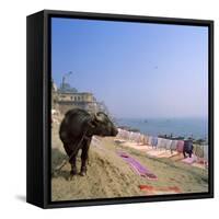 Water Buffalo and Drying Washing on the Banks of the Ganges, Varanasi, Uttar Pradesh State, India-Tony Gervis-Framed Stretched Canvas