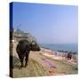 Water Buffalo and Drying Washing on the Banks of the Ganges, Varanasi, Uttar Pradesh State, India-Tony Gervis-Stretched Canvas