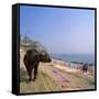 Water Buffalo and Drying Washing on the Banks of the Ganges, Varanasi, Uttar Pradesh State, India-Tony Gervis-Framed Stretched Canvas