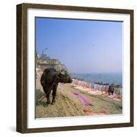 Water Buffalo and Drying Washing on the Banks of the Ganges, Varanasi, Uttar Pradesh State, India-Tony Gervis-Framed Photographic Print