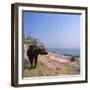 Water Buffalo and Drying Washing on the Banks of the Ganges, Varanasi, Uttar Pradesh State, India-Tony Gervis-Framed Photographic Print