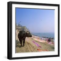 Water Buffalo and Drying Washing on the Banks of the Ganges, Varanasi, Uttar Pradesh State, India-Tony Gervis-Framed Photographic Print