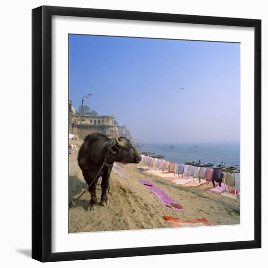 Water Buffalo and Drying Washing on the Banks of the Ganges, Varanasi, Uttar Pradesh State, India-Tony Gervis-Framed Photographic Print