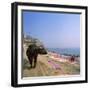 Water Buffalo and Drying Washing on the Banks of the Ganges, Varanasi, Uttar Pradesh State, India-Tony Gervis-Framed Photographic Print