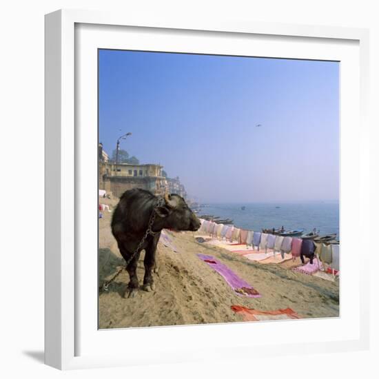 Water Buffalo and Drying Washing on the Banks of the Ganges, Varanasi, Uttar Pradesh State, India-Tony Gervis-Framed Photographic Print