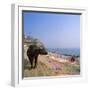 Water Buffalo and Drying Washing on the Banks of the Ganges, Varanasi, Uttar Pradesh State, India-Tony Gervis-Framed Photographic Print