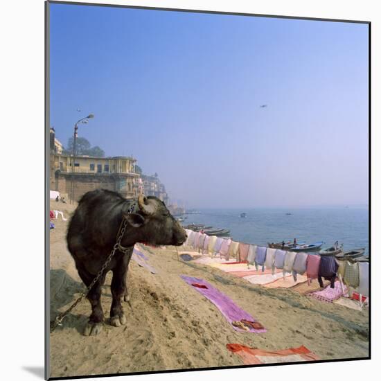 Water Buffalo and Drying Washing on the Banks of the Ganges, Varanasi, Uttar Pradesh State, India-Tony Gervis-Mounted Photographic Print