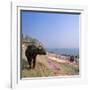 Water Buffalo and Drying Washing on the Banks of the Ganges, Varanasi, Uttar Pradesh State, India-Tony Gervis-Framed Photographic Print