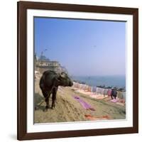 Water Buffalo and Drying Washing on the Banks of the Ganges, Varanasi, Uttar Pradesh State, India-Tony Gervis-Framed Photographic Print