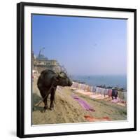 Water Buffalo and Drying Washing on the Banks of the Ganges, Varanasi, Uttar Pradesh State, India-Tony Gervis-Framed Photographic Print