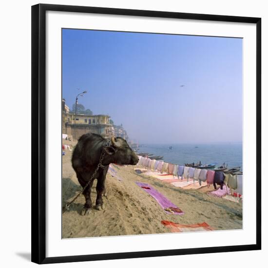 Water Buffalo and Drying Washing on the Banks of the Ganges, Varanasi, Uttar Pradesh State, India-Tony Gervis-Framed Photographic Print