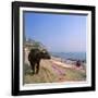 Water Buffalo and Drying Washing on the Banks of the Ganges, Varanasi, Uttar Pradesh State, India-Tony Gervis-Framed Photographic Print