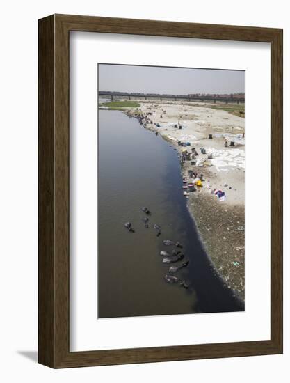 Water Buffalo Drinking from the Yamuna River-Roberto Moiola-Framed Photographic Print