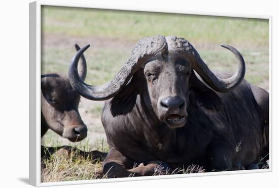 Water Buffalo Fullface In Kenya-Charles Bowman-Framed Photographic Print