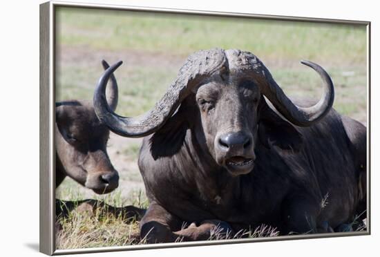 Water Buffalo Fullface In Kenya-Charles Bowman-Framed Photographic Print