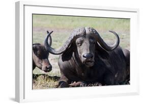 Water Buffalo Fullface In Kenya-Charles Bowman-Framed Photographic Print