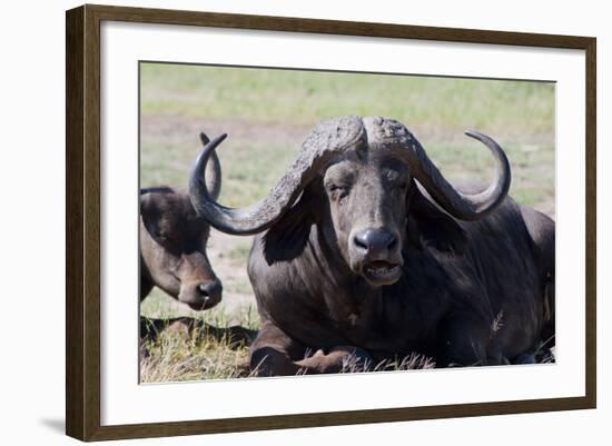 Water Buffalo Fullface In Kenya-Charles Bowman-Framed Photographic Print