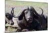 Water Buffalo Fullface In Kenya-Charles Bowman-Mounted Photographic Print