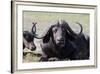 Water Buffalo Fullface In Kenya-Charles Bowman-Framed Photographic Print