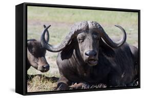 Water Buffalo Fullface In Kenya-Charles Bowman-Framed Stretched Canvas