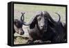 Water Buffalo Fullface In Kenya-Charles Bowman-Framed Stretched Canvas