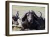 Water Buffalo Fullface In Kenya-Charles Bowman-Framed Photographic Print