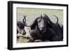 Water Buffalo Fullface In Kenya-Charles Bowman-Framed Photographic Print