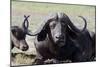 Water Buffalo Fullface In Kenya-Charles Bowman-Mounted Photographic Print