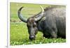 Water Buffalo Grazes in a Rice Paddy, Pui O, Lantau Island, Hong Kong-Richard Wright-Framed Photographic Print