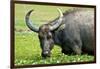 Water Buffalo Grazes in a Rice Paddy, Pui O, Lantau Island, Hong Kong-Richard Wright-Framed Photographic Print