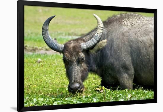 Water Buffalo Grazes in a Rice Paddy, Pui O, Lantau Island, Hong Kong-Richard Wright-Framed Photographic Print