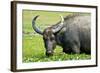 Water Buffalo Grazes in a Rice Paddy, Pui O, Lantau Island, Hong Kong-Richard Wright-Framed Photographic Print