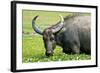 Water Buffalo Grazes in a Rice Paddy, Pui O, Lantau Island, Hong Kong-Richard Wright-Framed Photographic Print