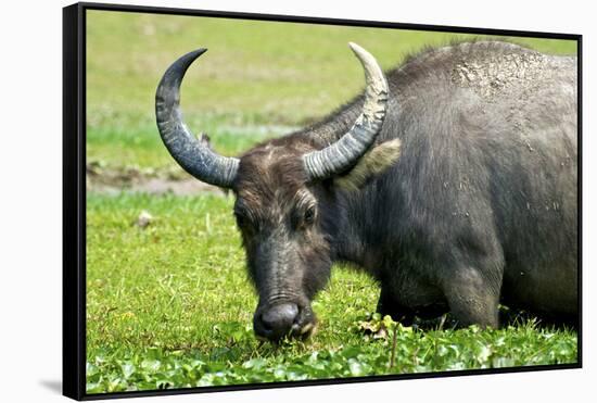 Water Buffalo Grazes in a Rice Paddy, Pui O, Lantau Island, Hong Kong-Richard Wright-Framed Stretched Canvas