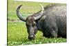 Water Buffalo Grazes in a Rice Paddy, Pui O, Lantau Island, Hong Kong-Richard Wright-Stretched Canvas